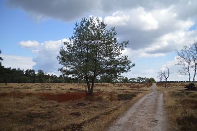 Dirt road amidst trees on field against sky