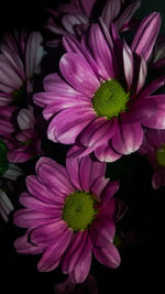 High angle view of pink flowering plant