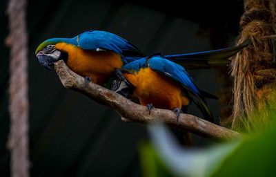 Close-up of a bird perching on branch