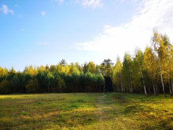 Trees on field against sky