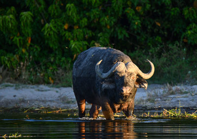 Elephant drinking water in lake