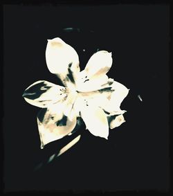 Close-up of white flower blooming against black background
