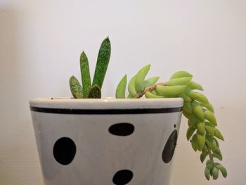 Close-up of potted cactus plant against wall