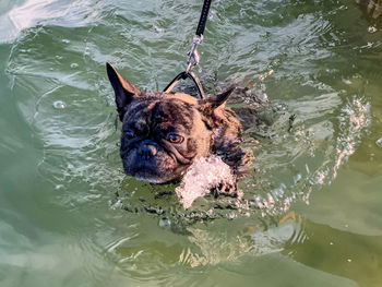 High angle view of dog swimming in lake