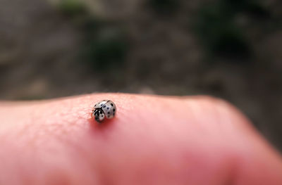 Close-up of ladybug on hand