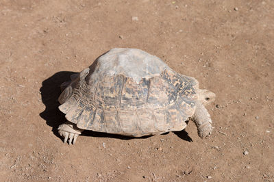 High angle view of tortoise walking on dirt ground