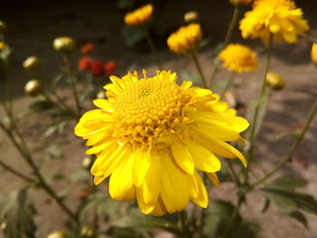 Close-up of yellow flower blooming outdoors