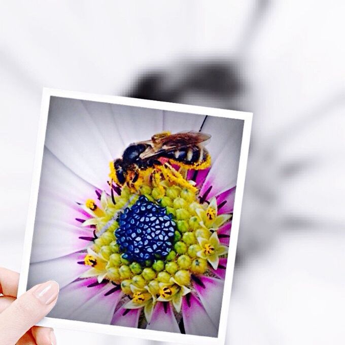 CLOSE UP OF MULTI COLORED FLOWER IN GLASS