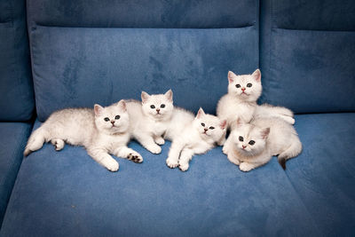 Five white silver ns 11 little british shorthair kittens