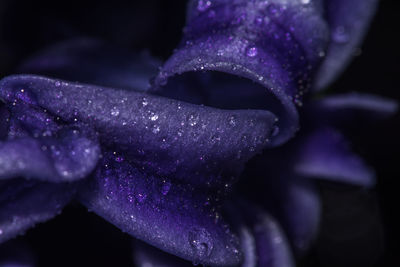 Close-up of woman hand on purple flower