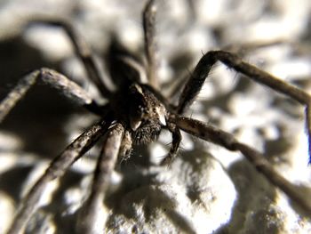 Close-up of spider