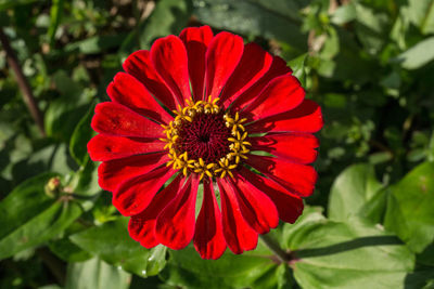 Close-up of red flower