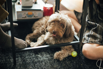 Rear view of man with dog