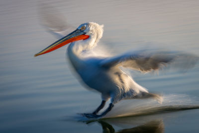 Close-up of bird flying over lake