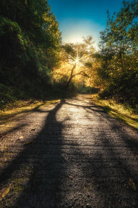 Road amidst trees in forest against sky