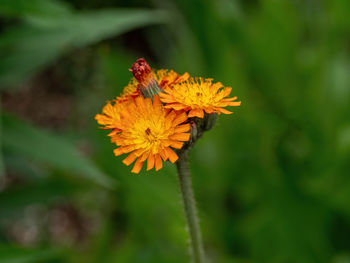 Close-up of insect on yellow flower