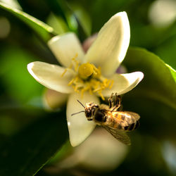 Close-up of insect pollinating on flower