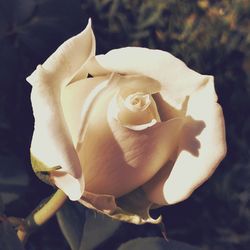 Close-up of flower blooming outdoors