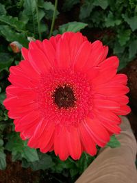 Close-up of red daisy flower