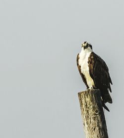 Close-up of bird perching against clear sky