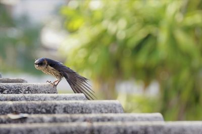 Close-up of bird spreading left wing on a roof tile