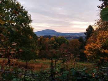 Scenic view of forest against sky during sunset