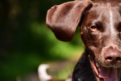 Close-up portrait of dog