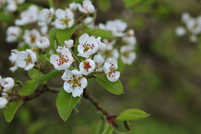 Close-up of white cherry blossoms