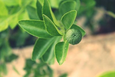 Close-up high angle view of green leaves