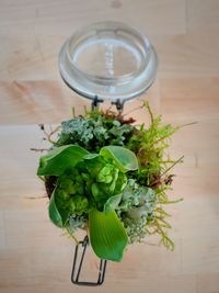 High angle view of green plants and miss  on table to be planted in a glass jar 