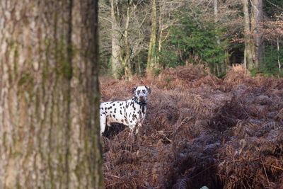 Dog behind tree trunk in forest