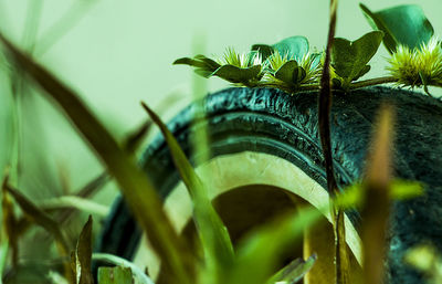 Close-up of plant in water