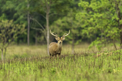 Deer in a field