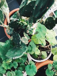 High angle view of potted plants