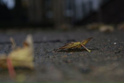 Close-up of leaves
