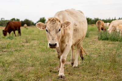 Cows standing in a field