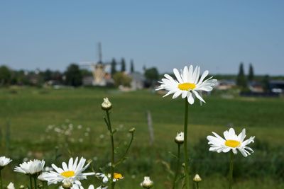 Close-up of white daisy flowers growing in field