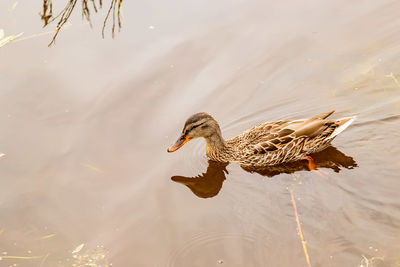 Duck swimming in lake