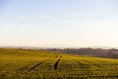 Scenic view of agricultural field against sky