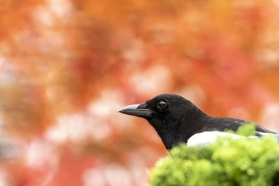 Close-up of a bird