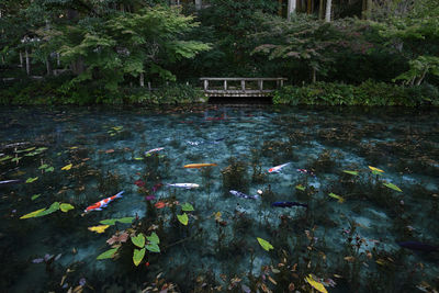 Fish swimming in lake