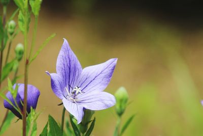 Close-up of purple flower blooming against blue sky