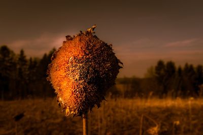 Close-up of dry flower on field against sky during sunset