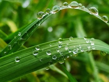 Close-up of water drops on leaf