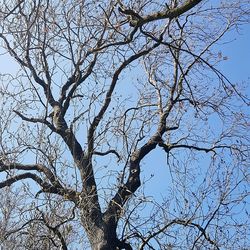 Low angle view of bare tree against clear blue sky