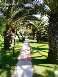 Narrow walkway along trees in park