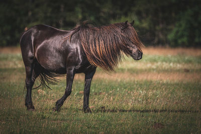 View of a horse on field