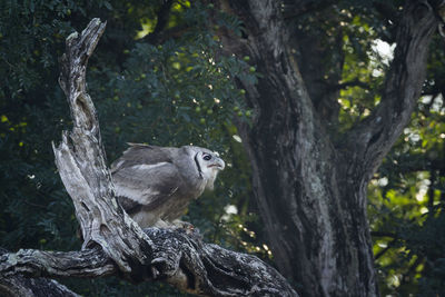 Bird perching on tree trunk