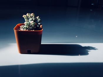 Close-up of potted plant on table