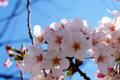 Low angle view of apple blossoms in spring against sky